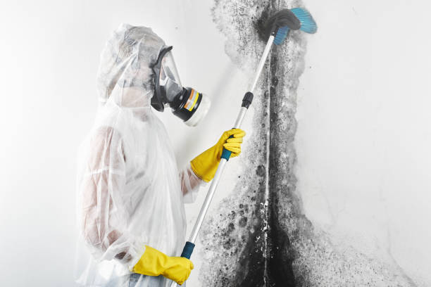 Best Environmental Consulting for Mold Prevention  in Newport, WA