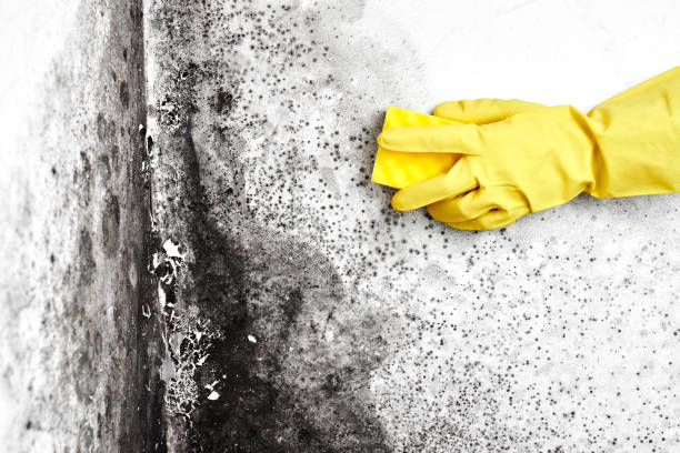 Reliable Newport, WA Mold Removal Solutions