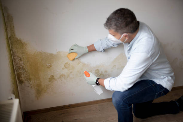 Mold Odor Removal Services in Newport, WA