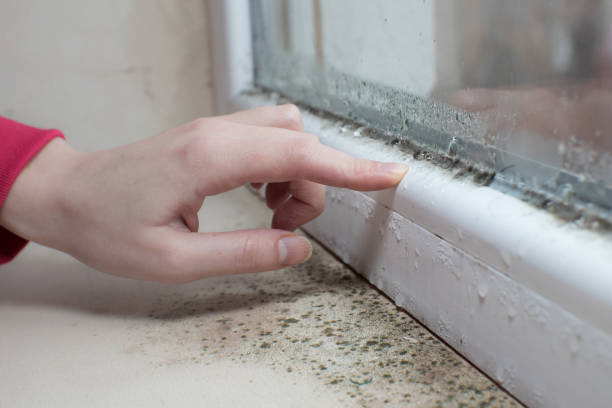 Best Mold-Related Health Consultation  in Newport, WA