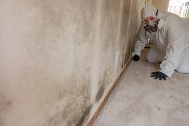 Best Mold Damage Restoration  in Newport, WA